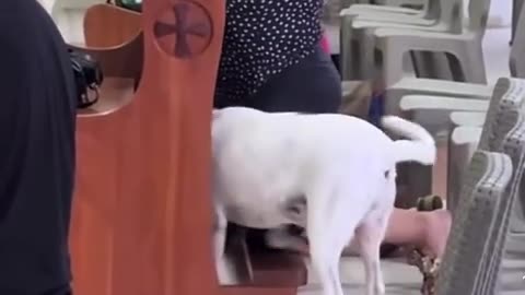 😂🐶 This Dog's Amen Reaction is Too Cute! | FunFM