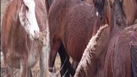 horse