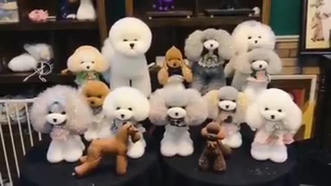 Perfect Practice with Model Dogs for Grooming Training ✂️🐶