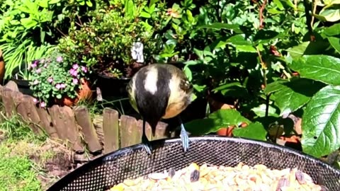 Gentle Piano & Birdsong 💖 For Nervous System Recovery & Peace