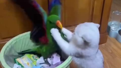 funny moments with cats