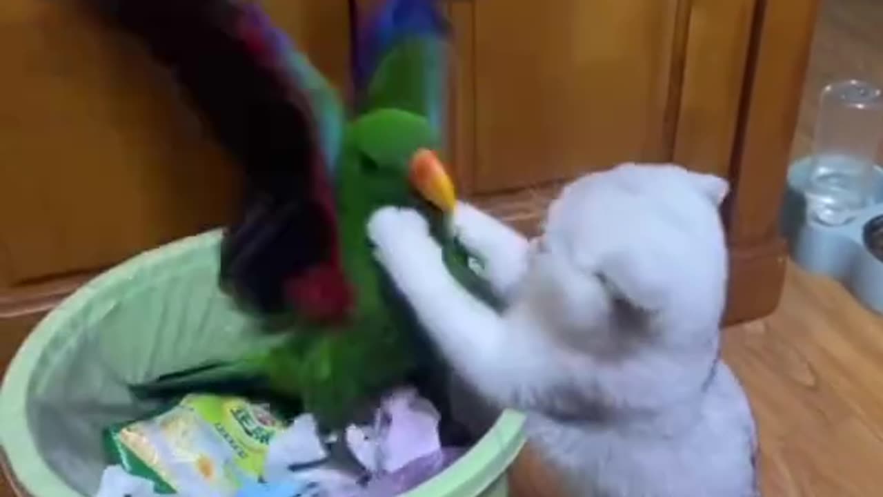 funny moments with cats