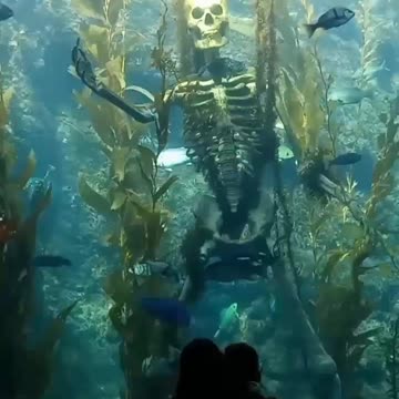 Happy Halloween 2025 👻 🎃🏴‍☠️💀🐟🦭