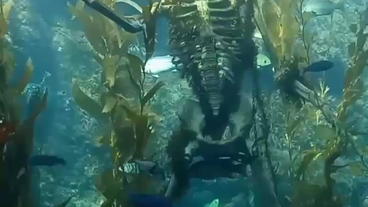 Happy Halloween 2025 👻 🎃🏴‍☠️💀🐟🦭