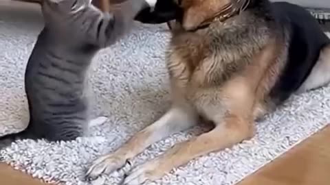 When your pets get out of control 😂