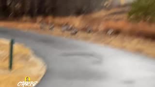 THE GREAT TURKEY CHASE!