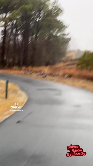 THE GREAT TURKEY CHASE!