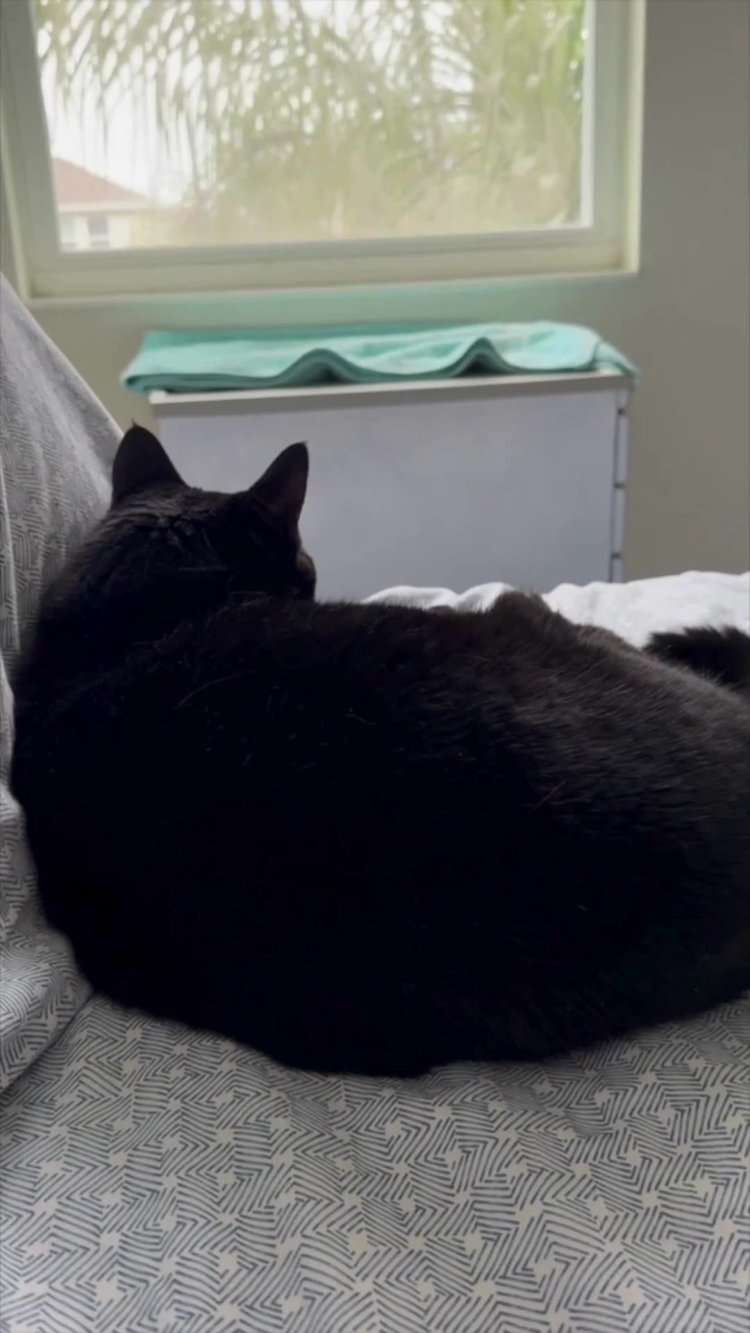 Cute Precious Piper Waits for Someone to Fix Her Spa - My Adopted Shelter Cat Vlog #shorts