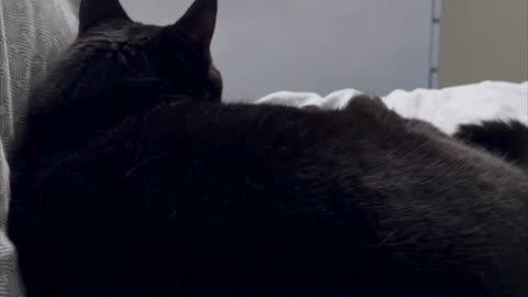 Cute Precious Piper Waits for Someone to Fix Her Spa - My Adopted Shelter Cat Vlog #shorts