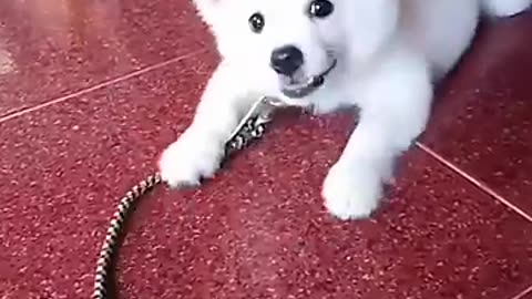 1 months puppy barking voice Pomeranian#short