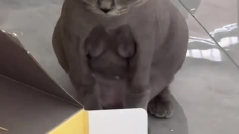 Cat Haircuts