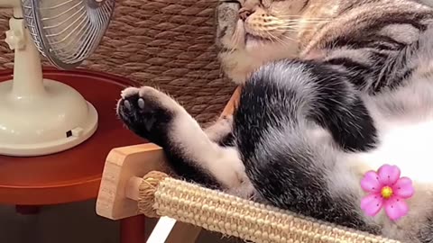 Cat Recliner Sofa Bed Sunbathing Chair