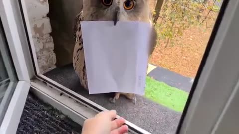 Owl With Letter