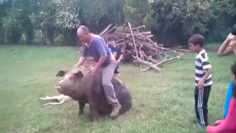 Amazing Pig