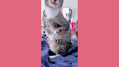 Goofy Animals Part 8 May 2025
