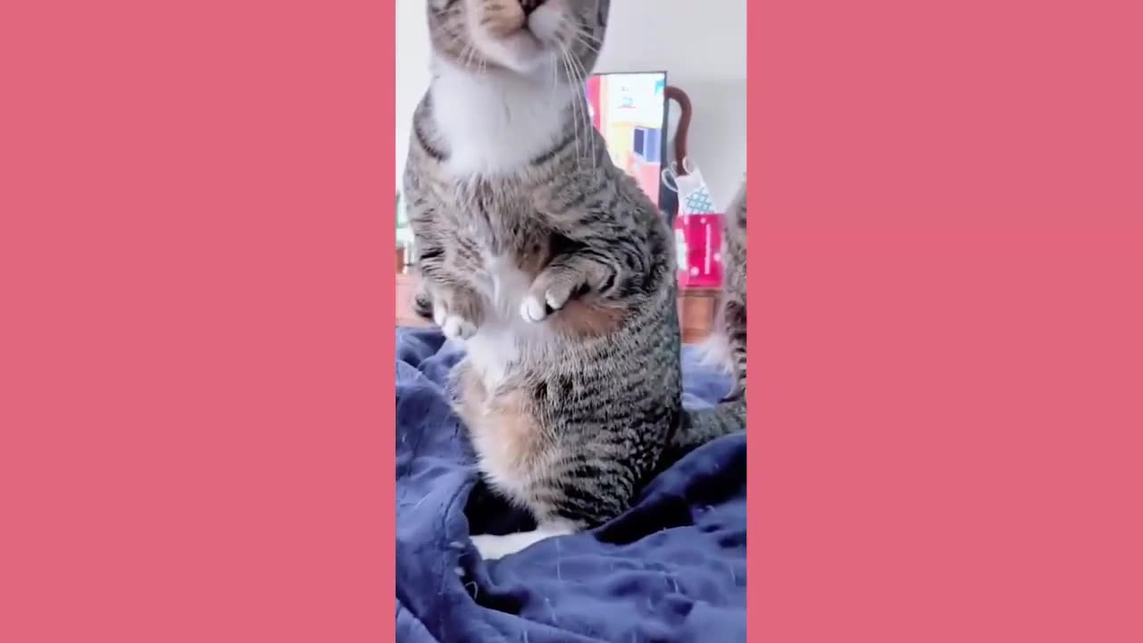 Goofy Animals Part 8 May 2025