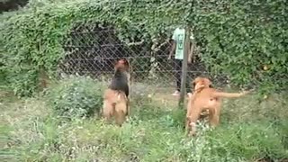 Kenyan Dogs