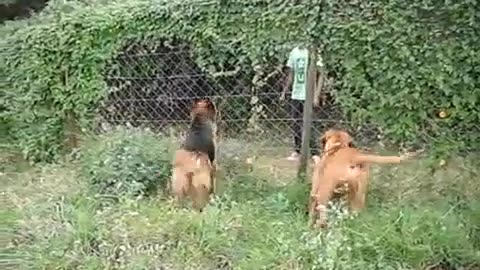 Kenyan Dogs