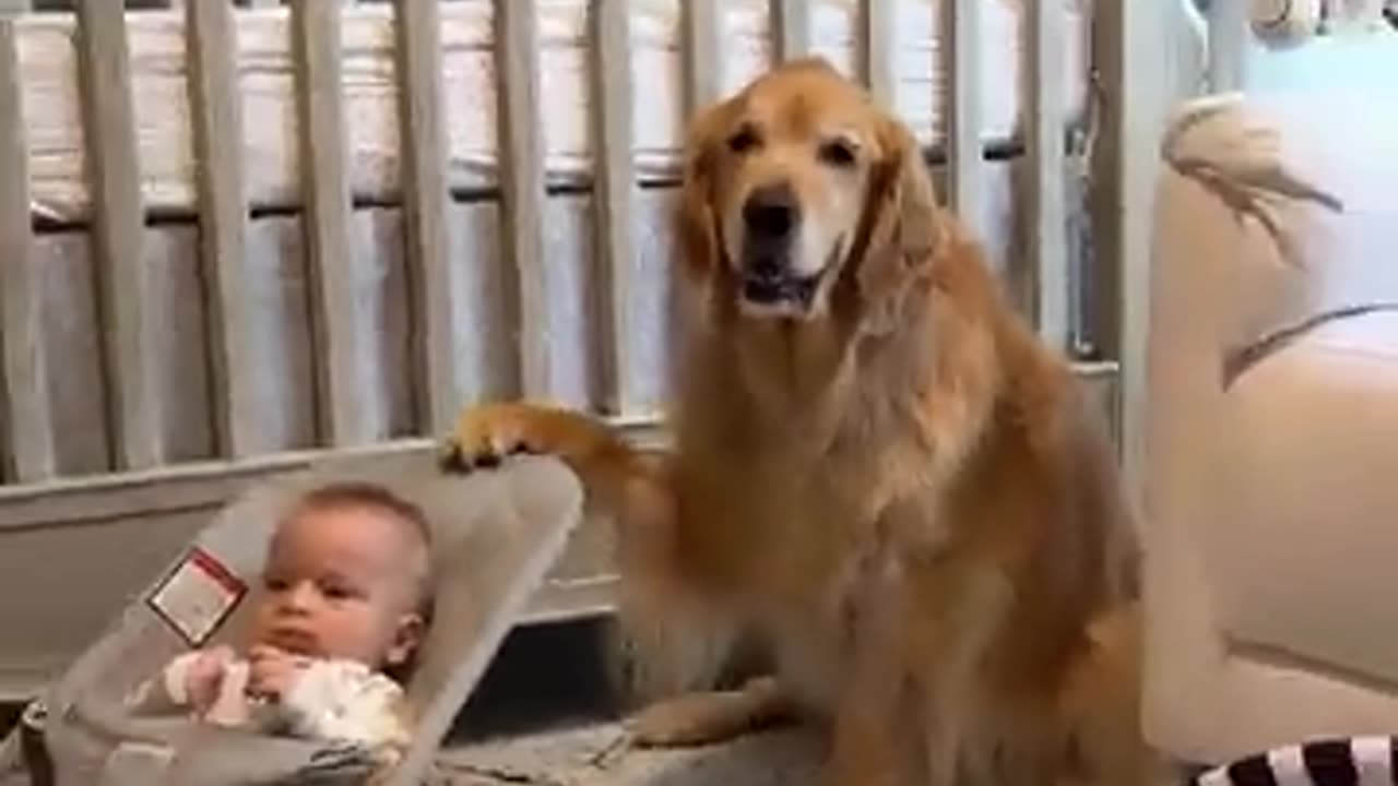 🐶💪 Dog working overtime... and he's loving it! 🐶️ | FunFM