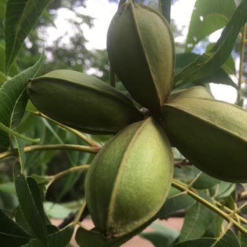 Squirrel favorite food—-hickory nuts