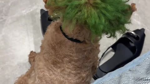 Such an abstract dog.