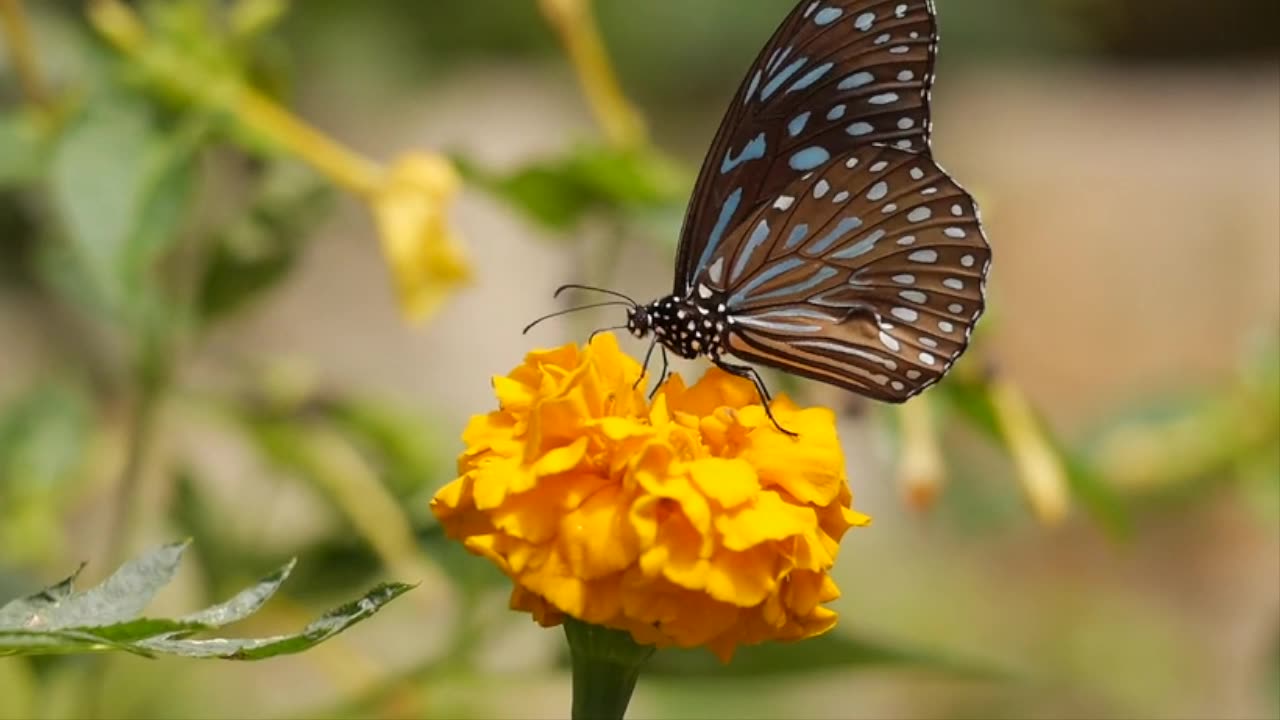 BUTTERFLY ON A FLOWER WITH AMBIENT MUSIC, BUTTERFLY, FLOWER, #butterfly #flower #nature