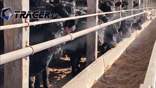 Trent Loos in the Morning 7/17/2025