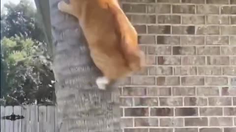 Animals Funny Video