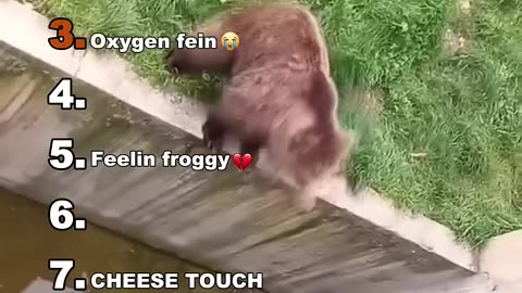 WTF Animals