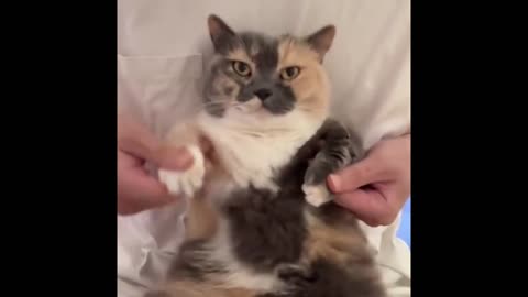 Blink cat