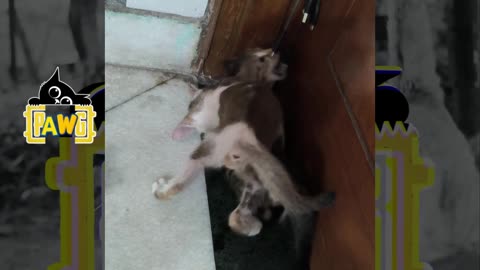 25th July Kitten Vlogs Patch & Alt at it again