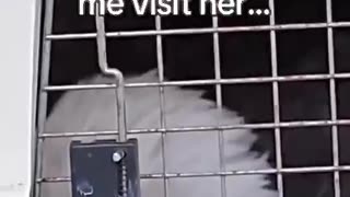 Woe Day 54. I am in the ark. Waiting for GOD to open the Door for a spring/summer Pentecost rapture