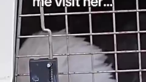 Woe Day 54. I am in the ark. Waiting for GOD to open the Door for a spring/summer Pentecost rapture