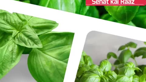 Benefits of Eating Tulsi Leaves Daily