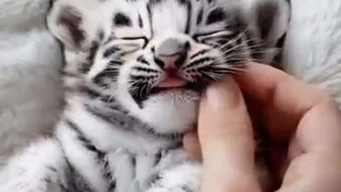 Perfect Nap Time! 😺 Baby Tiger’s Cozy Rest Warms Hearts Around the World! 🐾💓🌍