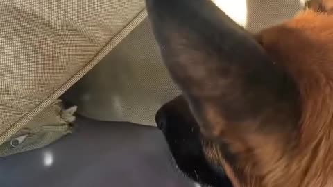 Funny animals
