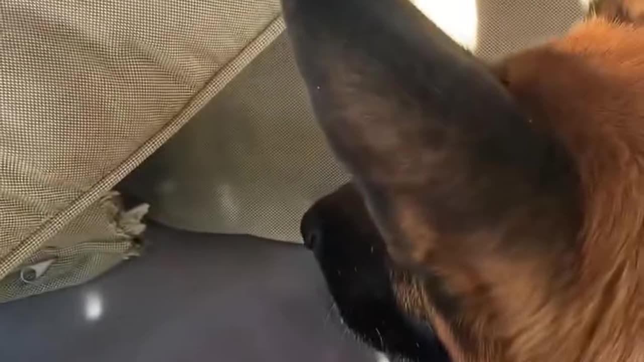 Funny animals