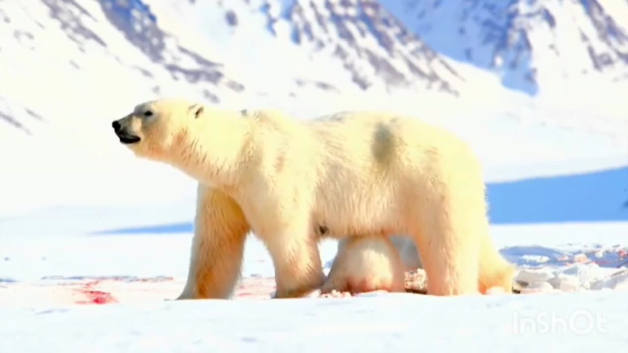 Animal Funny Video / cute Animal