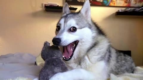 Best Funniest Animal Videos 2025 😬 Funny ANIMAL Videos make us Laugh 🤣