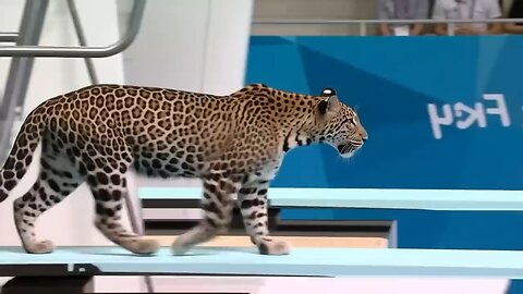 Which Animal Wins the Gold Medal? | Animal Olympics
