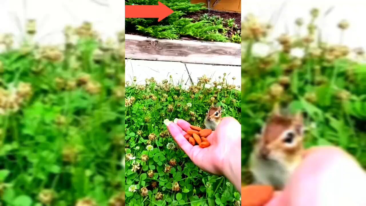 Awesome Funny Pet Animals Videos best funny video