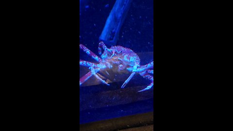 king crab
