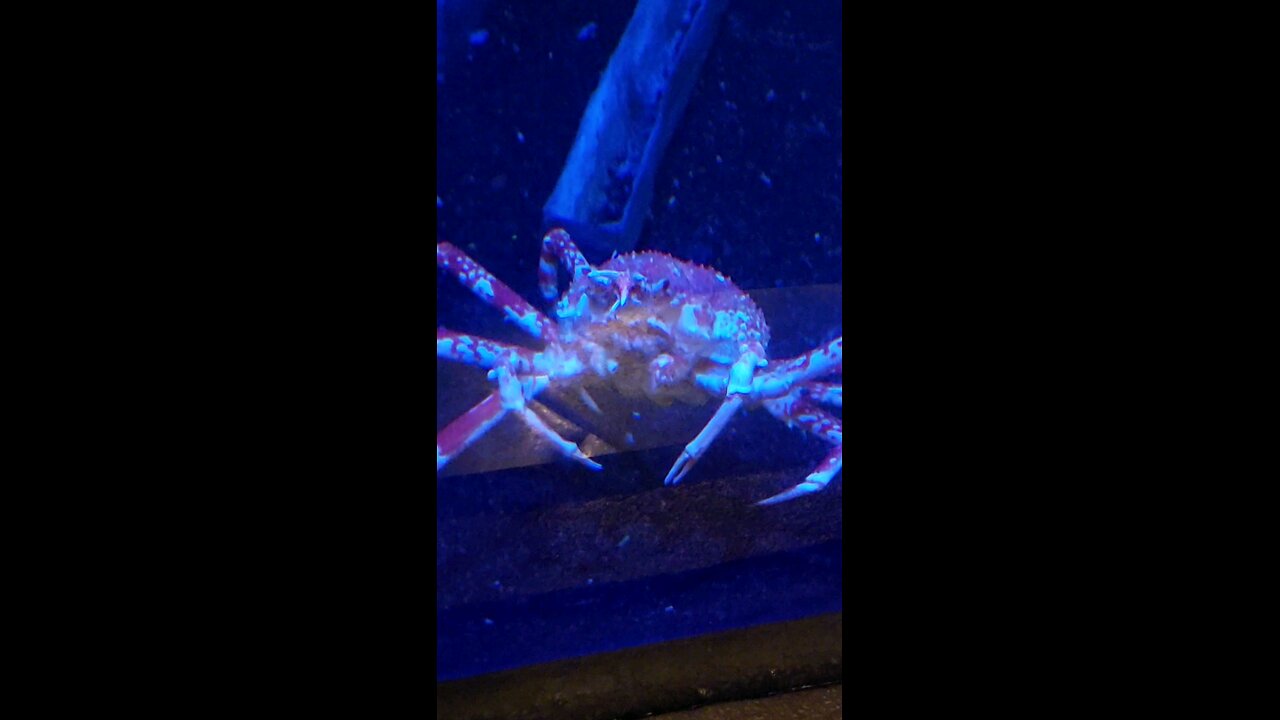 king crab