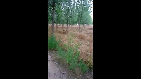 satisfying Video