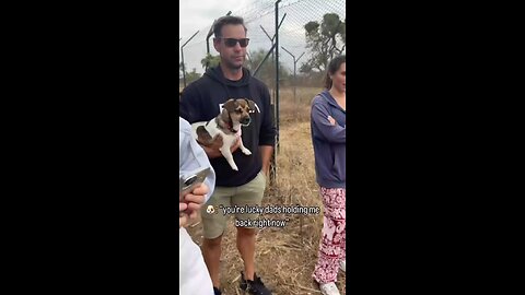 funny dog
