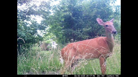 Deer Cam 06-25-2025 Game Cam Trail Cam