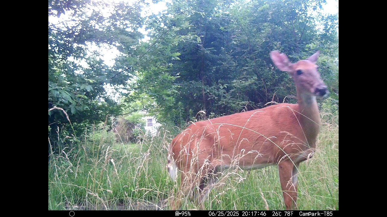 Deer Cam 06-25-2025 Game Cam Trail Cam