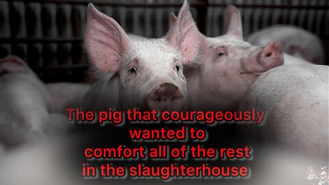 Pigs Know Compassion Better Than Us Even In Hell