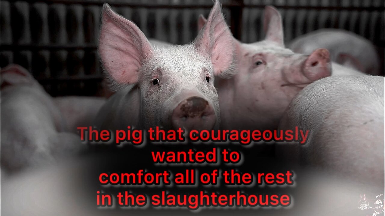 Pigs Know Compassion Better Than Us Even In Hell