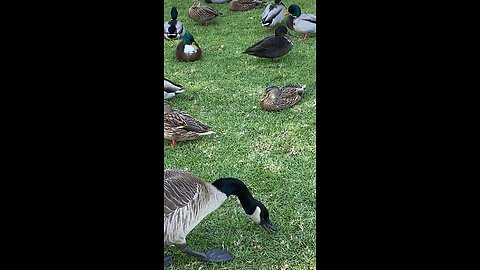 Mallard Ducks 🦆 and Canada Goose 🪿 mallardducks #trending #followme #shorts #viral #canadagoose